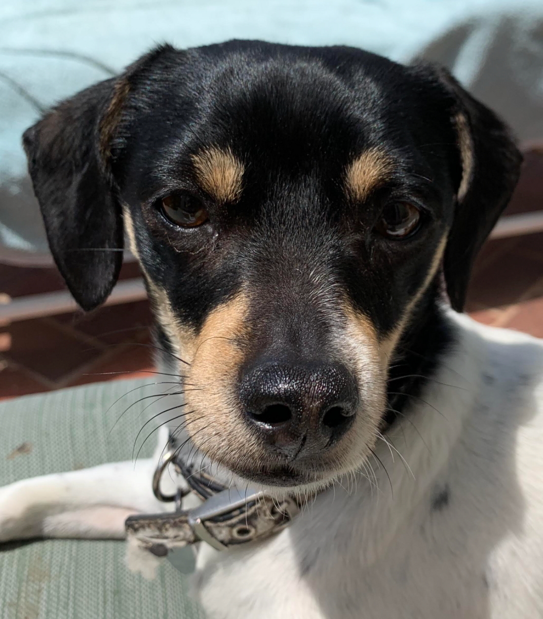 Dawn Patrol: Founding Member - Meet Mahi the "Sheriff"