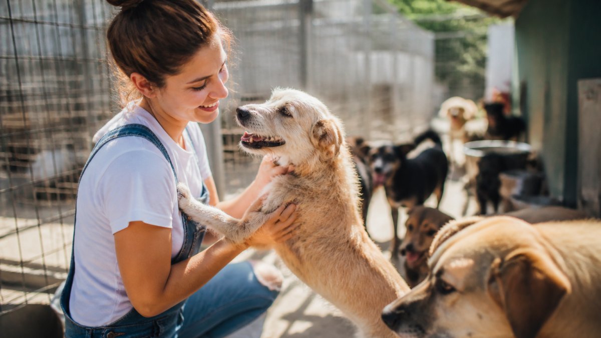 How Do Dog Brands Support Rescues? A 2026 Guide