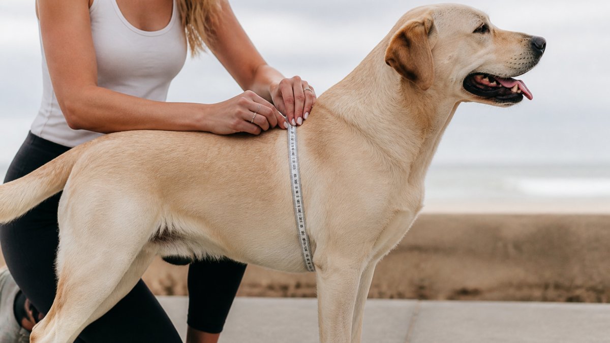 How to Measure Dog Chest Size for the Perfect Fit